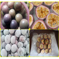 FROZEN PASSION FRUITS FROM VIETNAM